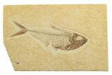 Fossil Fish (Diplomystus) - Wyoming #240429-1